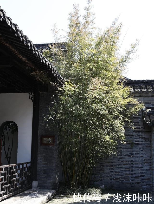 院子里种竹子好一朝种竹，十年挖根！