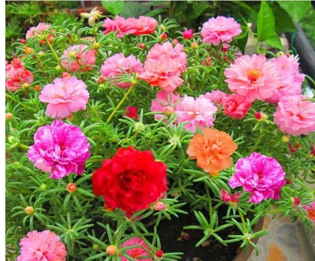 好养的几种开花植物，几乎全年开花不断，最爱都是懒人