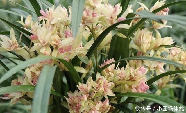 再忙也要养盆它，多瓣奇花自带香气，越冷越爱开，满屋“喷喷香”！