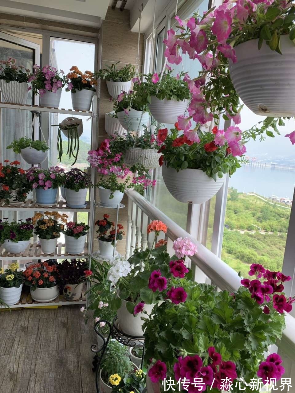 植株|园艺师教你！夏天养花“学1招”，养20天有惊喜，新枝多、开花多