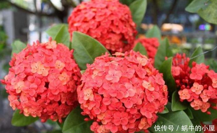 3种花好养又漂亮,随便养都爆盆,花美色艳,花儿轻松开爆盆