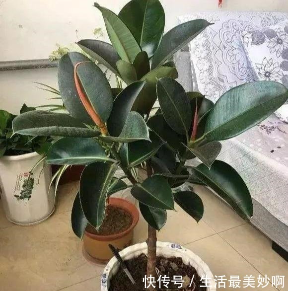 丢了一棵橡皮树，3年长疯了，横竖8米宽，霸占了道路惹人怨！