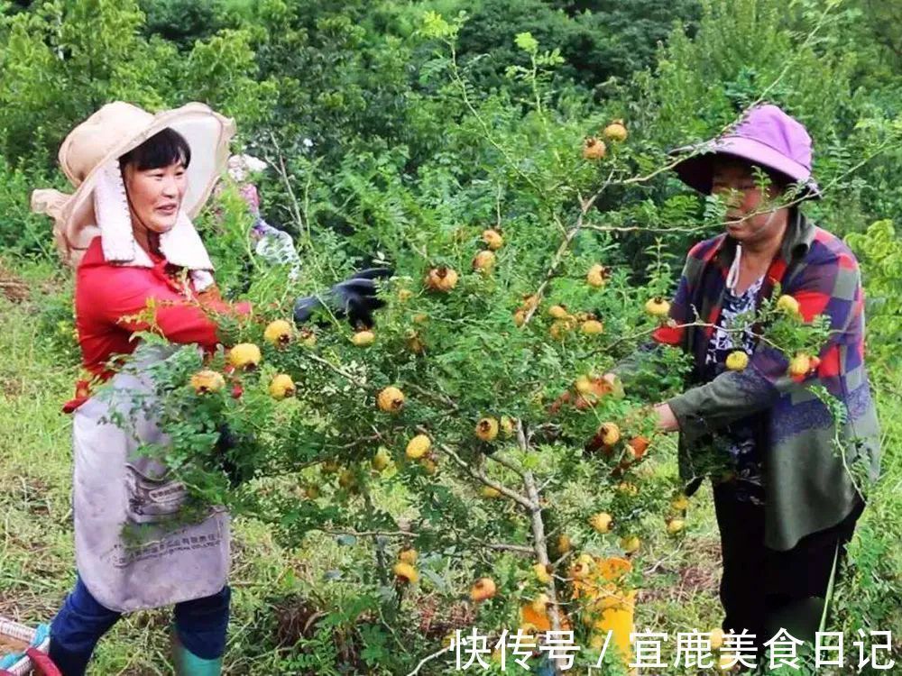 维生素之王|叫梨不是梨,连刺一起吃,被称“维生素之王”,如今大力种植