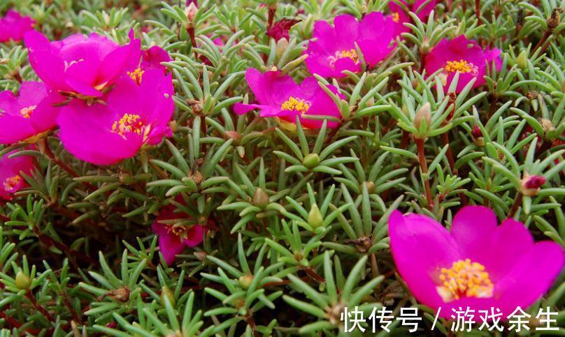 农历9月23日霜降后,养什么花?以下3种花,福宾客如云福开新运