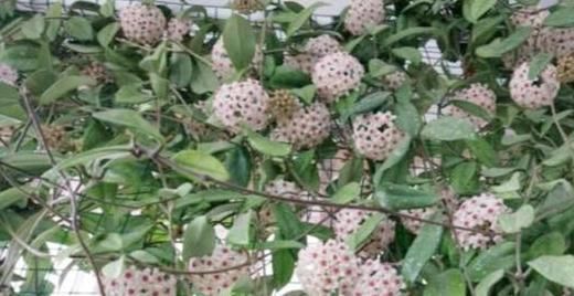 上当|6种耐阴花,养了“不上当”,室内百搭盆栽,摆在角落也爆盆