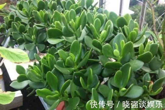 芦荟|这3种花好看又好养,10天半月不浇水,也照样开花爆盆
