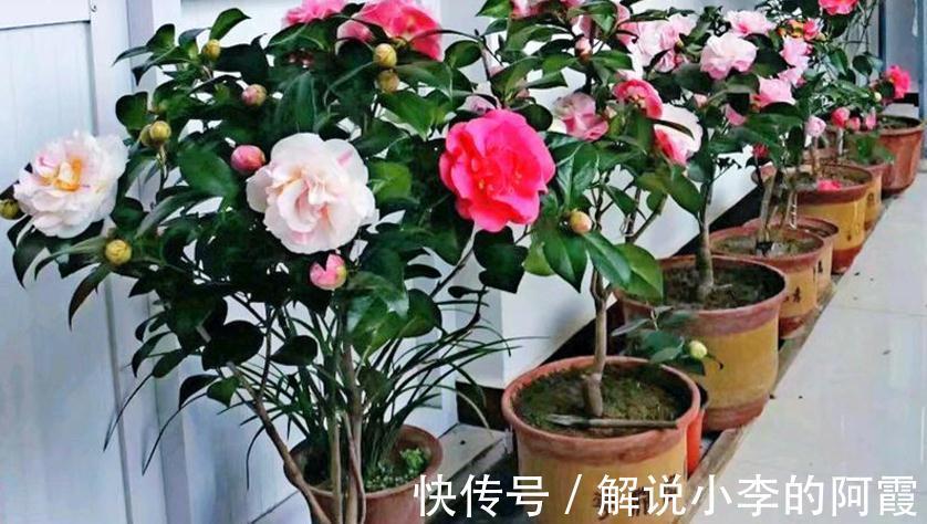 花友们|现在入手茶花,该怎么打理盆栽,让植株春节前后花开正盛?