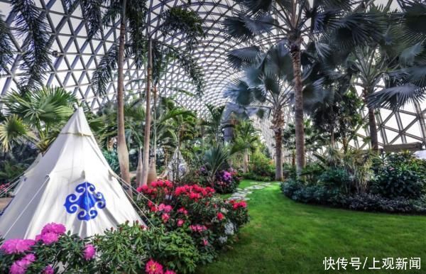 上观·展视听丨百花迎春，金牛贺岁：2021上海辰山植物园迎春花展即将开展