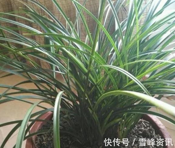 以后们|“见干见湿”原来是这个意思,我一直没搞懂,难怪养不好花