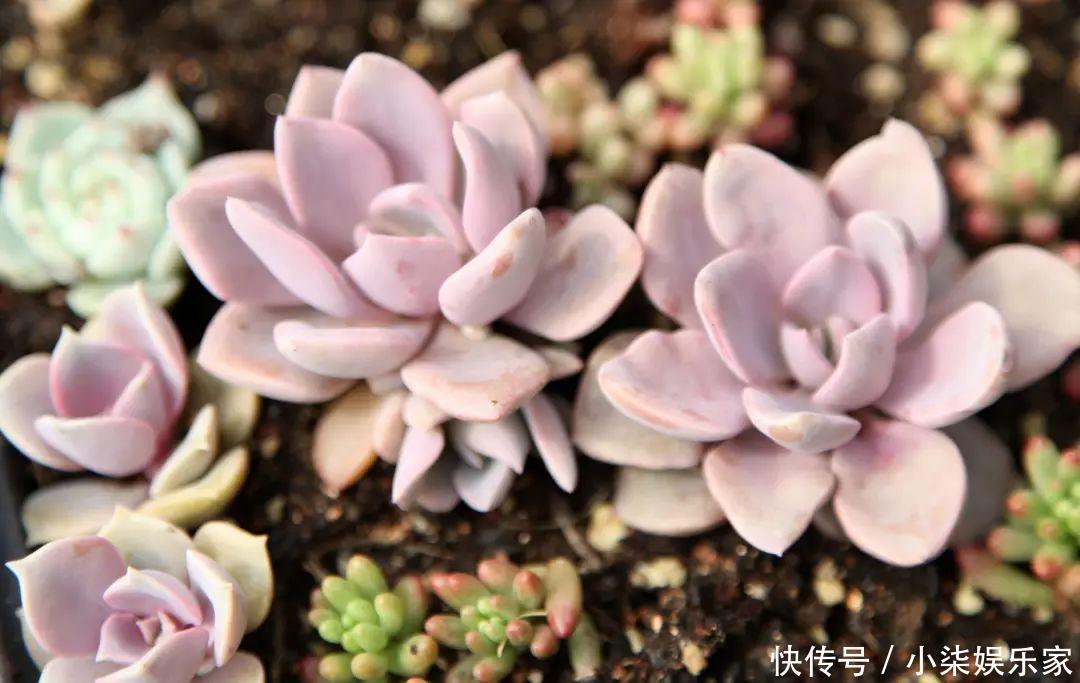 花多多|养花必备肥料,浇水前撒一点,月季开花拳头大!