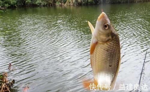 这么泡麦粒,一粒麦子一条鱼,还个个都是大板鲫