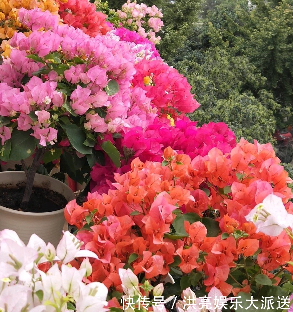 三角梅|养盆三角梅,简单一打理,花朵比叶子还密,一学就会!