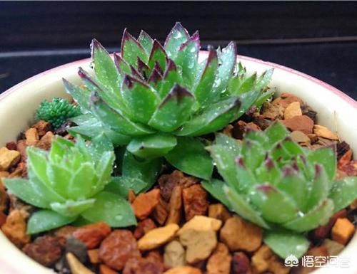 观音莲如何养到爆盆？