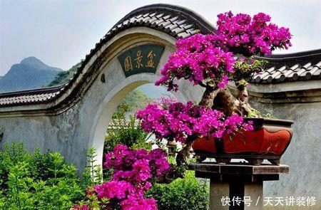 3种木枝花，颜值高花期长，越养越好看，长成老桩更值钱！