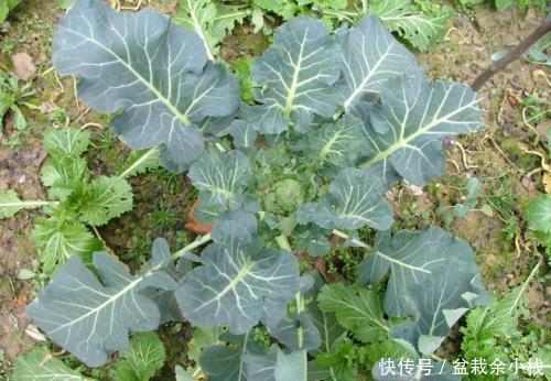 种植技术 西兰花出现空茎是什么原因 有哪些预防措施 快资讯 种植技术 西兰花出现空茎是什么原因 有哪些预防措施 快资讯