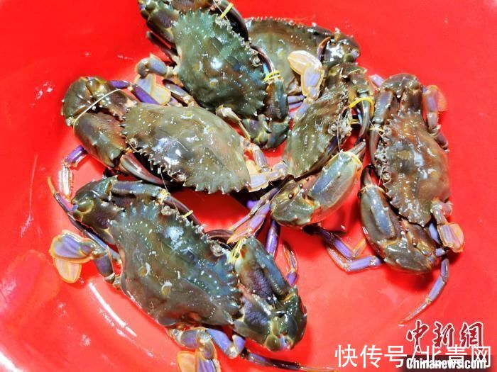 海鲜|肥美石蟹悄然上市 广东侨乡台山初春的鲜味