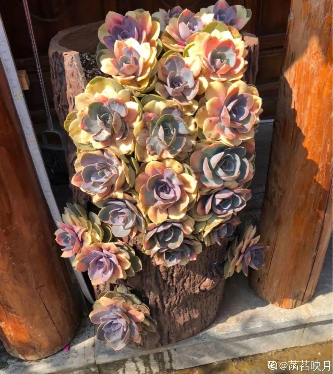 虐着养的花,剪成秃子,半月不浇水,呼呼开花