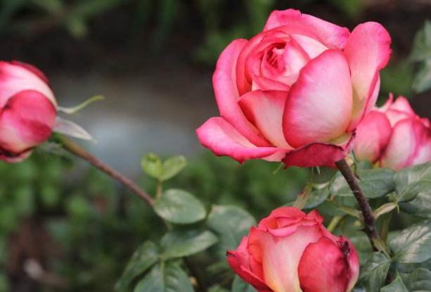 月季天热“洗个澡”,养根、促开花,一年开花比一年旺