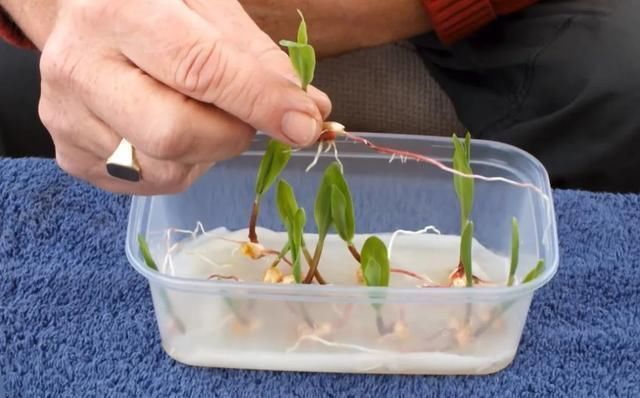 1粒花生丢水里,呼呼长成小森林,这艺术品给钱也不卖