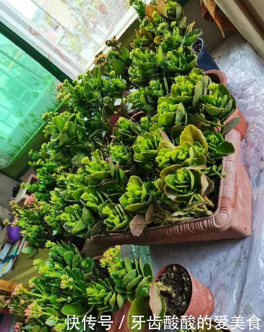 仙人|养花达人:38年前,掏家底儿买的2盆花,1盆被偷,1盆传给孙子