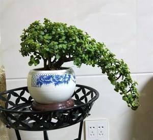 3种漂亮花,养成老桩盆景,给多少钱都不卖,新手也会养!