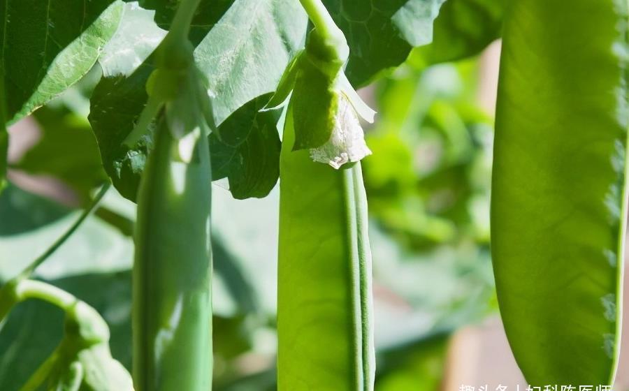 健康|对身体很好的3种食物,强化视力,排除毒素,早吃早健康!