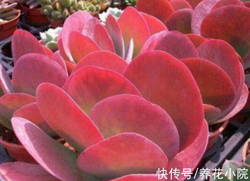 5种多肉，秋天多晒太阳，光照越充足，叶色越鲜艳