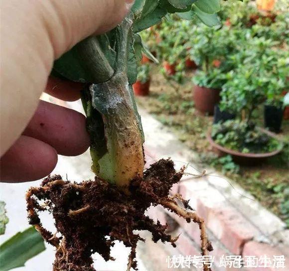 花苞|养花技巧：蟹爪兰一片叶子，蹿出10个花苞，给它喂啥好东西了