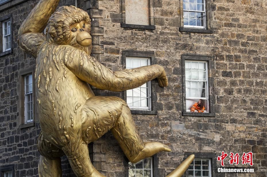 艺术家丽莎|“金猴”爬墙亮相英国爱丁堡皇家植物园