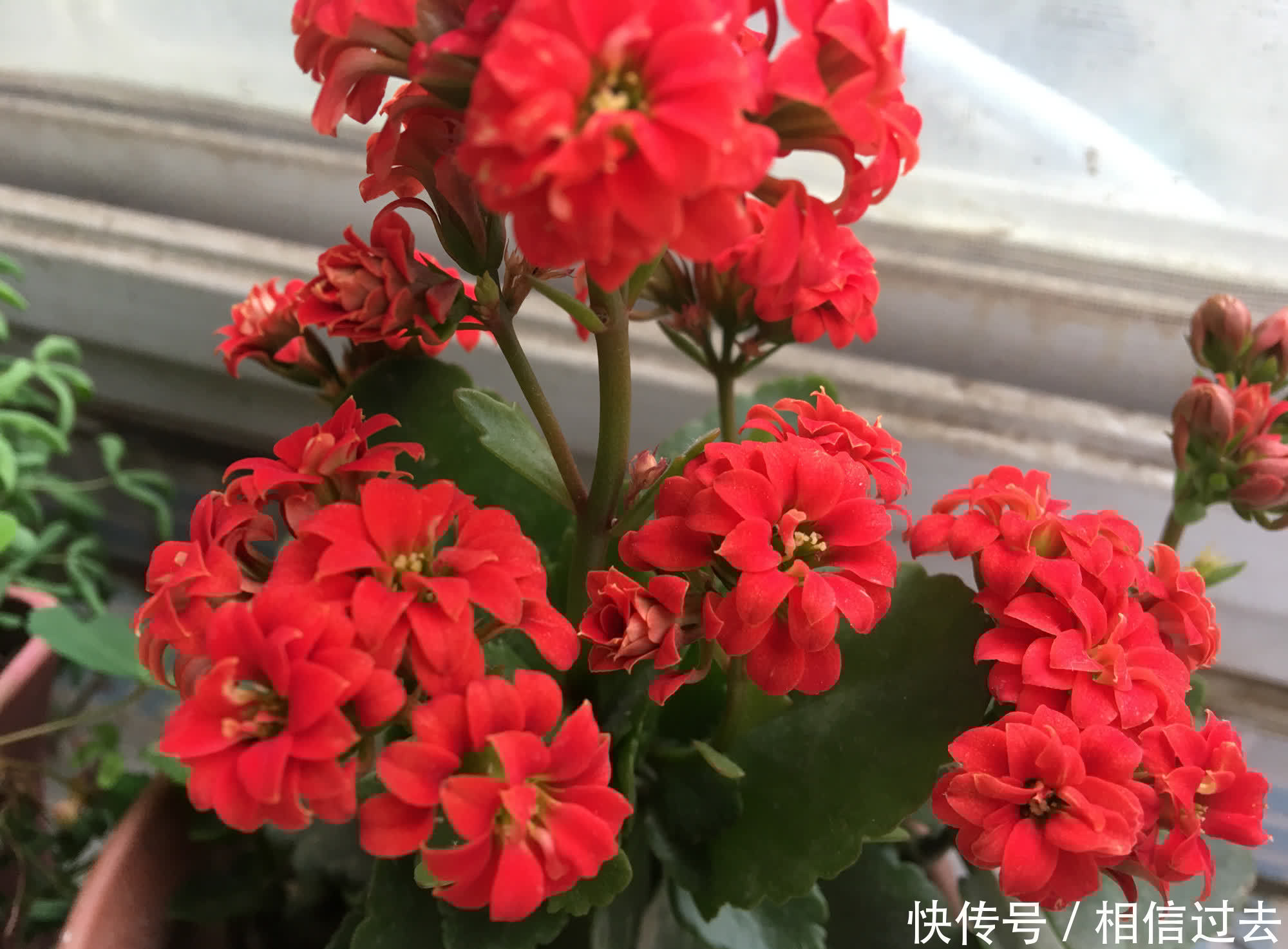 长寿花进入了盛花期,做好这2点,见花不见叶,花量更大