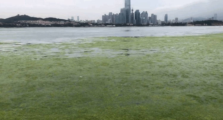 浒苔绿潮灾害影响山东沿海4地市青岛已累计打捞超31万吨 全网搜