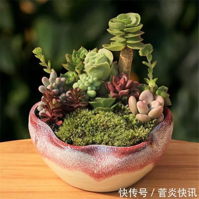 灵感|多肉拼盘玩一次就上瘾,这些创意拼法,你一定喜欢