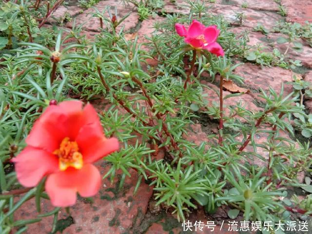真正的花坚强,墙缝、地缝都能长,开花特别旺!