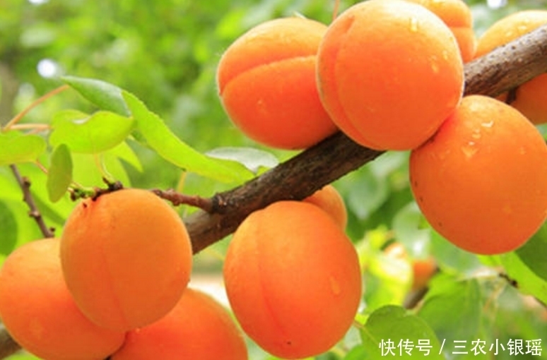 杏子生津止渴、润肺化痰,农民只需做好四点,