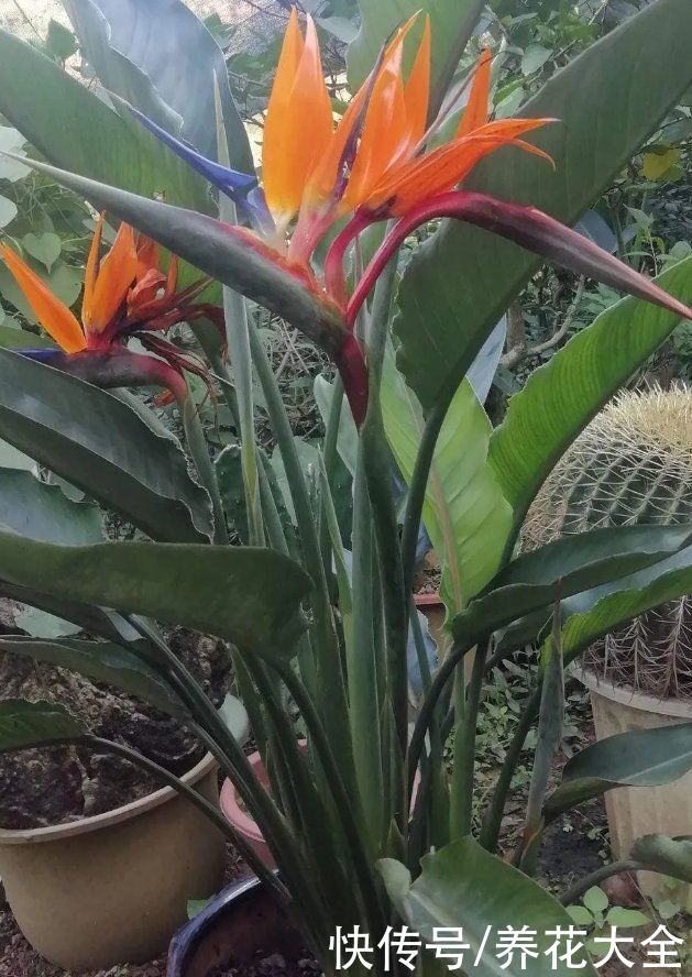 10种花越高越值钱，能长到2米，大高个霸气镇宅