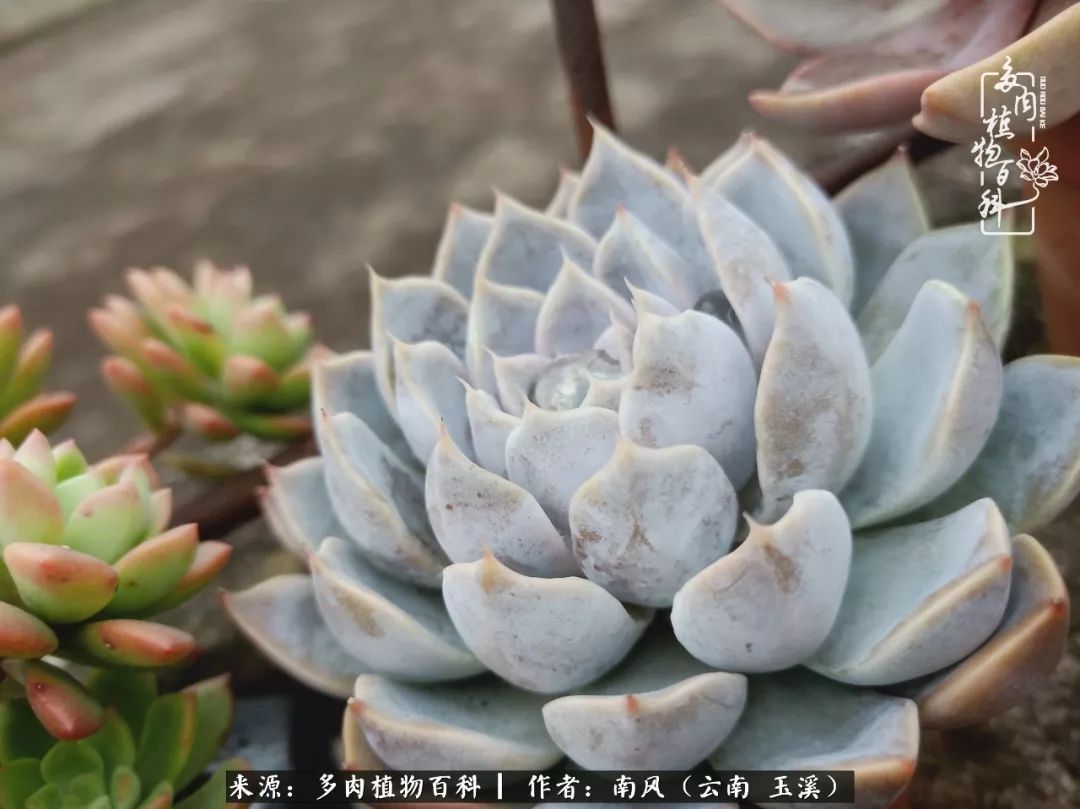 从小喜欢绿植，后来遇见多肉，情不知所起，那就再接再厉！