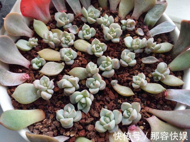 多肉叶插，记住3个小诀窍，生根发芽快，一棵变10棵，一盆变多盆
