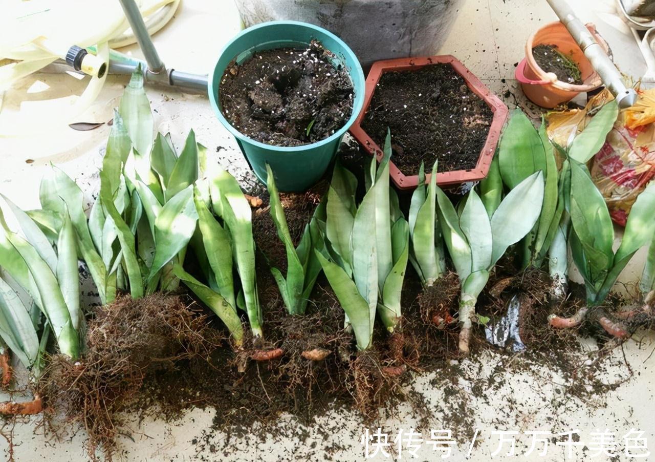 虎皮兰有“3怕两不喜”,难怪不爱出小芽,还越长越难看