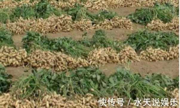 花生|花生养颜排毒、滋养补气,农民掌握病害防治,来年种出高产的花生