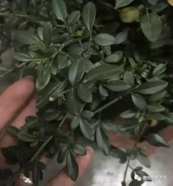 农村常见的1种树桩,栽在盆里剪几刀,变成盆景价值翻翻!