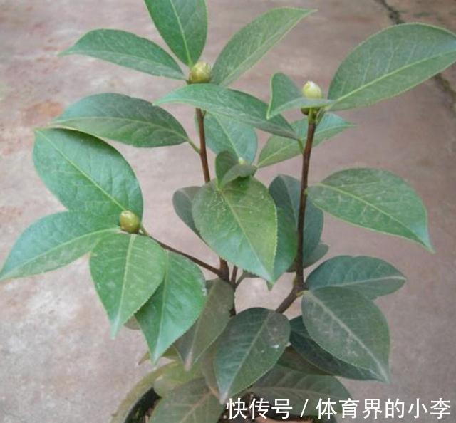 这2种花你确定不养吗,随便都能扦插繁殖,越养越多还能卖