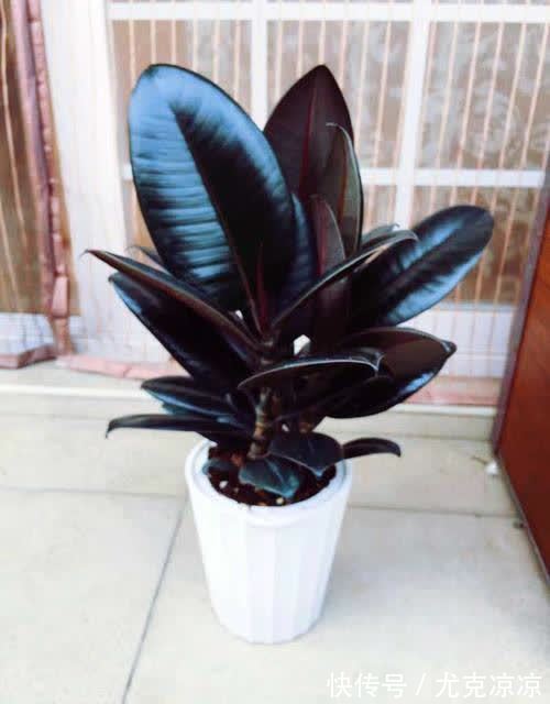 5种养人花，建议卧室养一盆，促睡眠“养精神”，温馨又大气