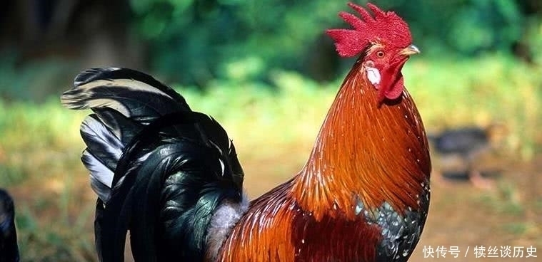 俗语“开江鱼、下蛋鸡、回笼觉、二房妻”,古人经验,句句实在