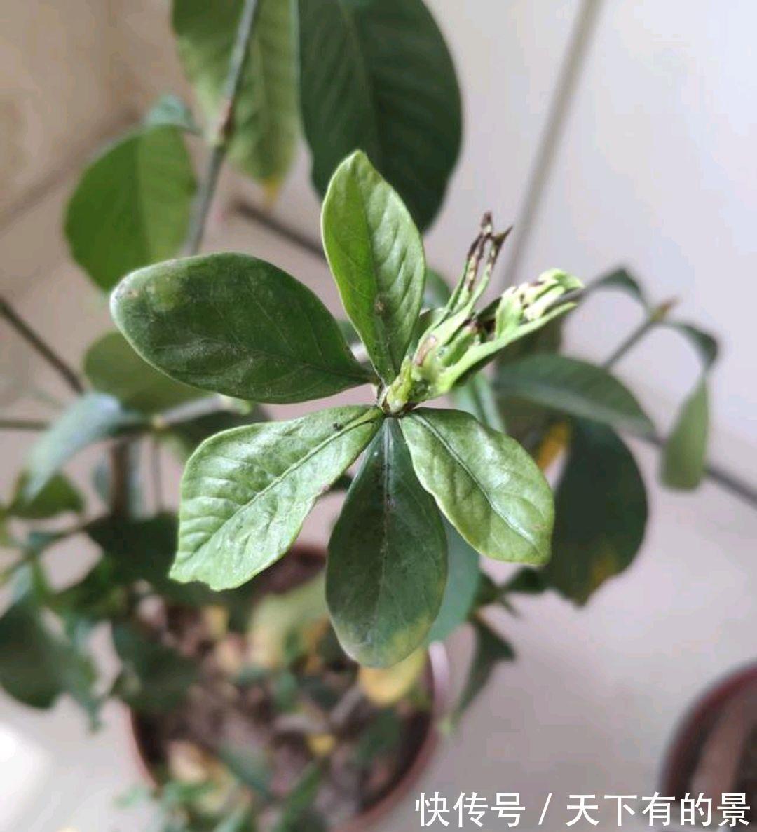 光照|栀子花的新芽和嫩叶焦枯变黑怎么办?借助植物调节剂