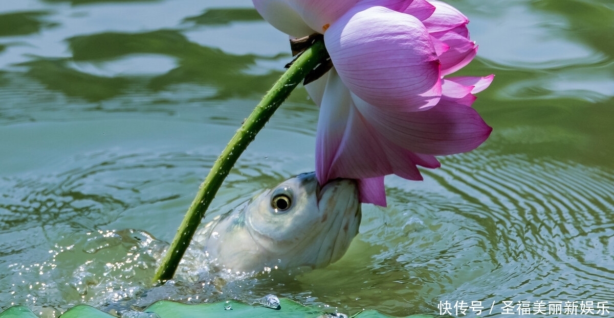 草鱼|夏季浮钓草鱼新方式，比钓鱼更容易钓获草鱼，装备非常简单