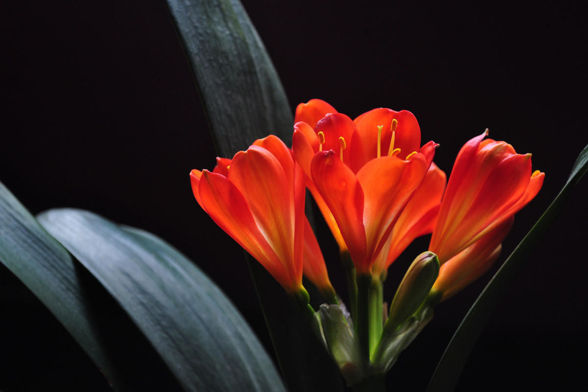 植物慢吞吞不开花盆里倒“1种油”，15天就搞定