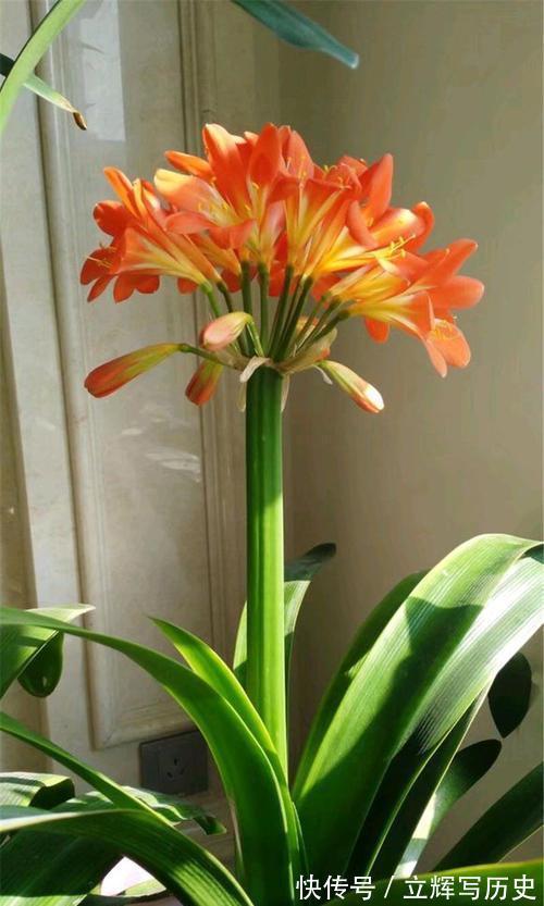 16种花被誉为冬日里的“开花机器”,喜欢就可以养起来,又美又香