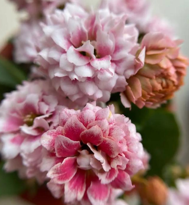 品种|75个长寿花品种,一个比一个美,一起来认识一下吧!