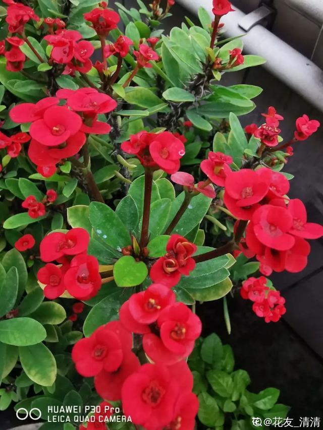 想要家里四季花开，这20种花，连续能开300天，完全不歇气
