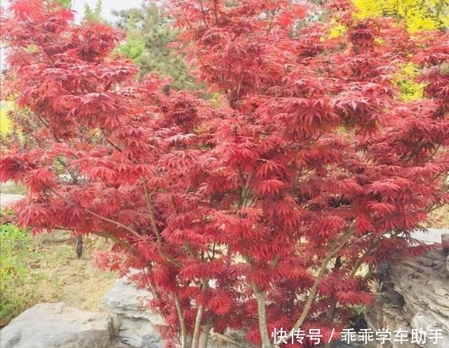 农村的庭院里,常栽5种树,既漂亮又美观!